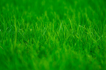 Grass background. Green field. Summer meadow. Spring hill. Grassy lawn. Grass texture. Natural environment. Sunny grass. Countryside landscape. Pasture pattern. Grassland view. Rural grass.