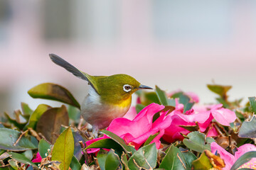 美しいサザンカ（ツバキ科）の間を飛び回って花の蜜を吸う可愛いメジロ（メジロ科）
英名学名：Japanese White Eye (Zosterops Japonica)
Camellia sasanqua
神奈川県川崎市-2025年

