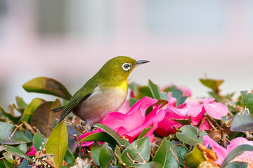美しいサザンカ（ツバキ科）の間を飛び回って花の蜜を吸う可愛いメジロ（メジロ科）
英名学名：Japanese White Eye (Zosterops Japonica)
Camellia sasanqua
神奈川県川崎市-2025年
