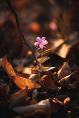 A small pink flower sitting on the ground surrounded by leaves