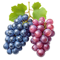 Fototapeta premium bunch of grapes