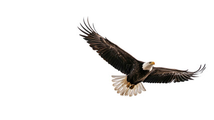Eagle in flight