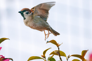 美しいサザンカ（ツバキ科）の間を飛び回って花の蜜を吸う可愛いスズメ（スズメ科）
英名学名：Tree Sparrow, Passer montanus
Camellia sasanqua
神奈川県川崎市-2025年

