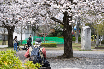 公園の満開の桜の下でくつろぐ人々