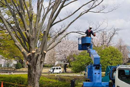 高所作業車に乗って公園の木の枝を伐採する作業員
