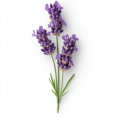 Fototapeta premium Purple Lavender Flowers on White Background Studio Shot