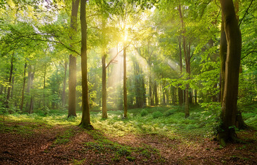 Peaceful nature background with a sunlit forest, soft beams of light streaming through green leaves. Clean, calming mood. High-resolution, stock-quality image.