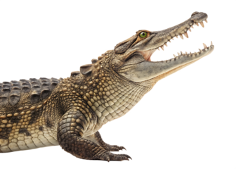 crocodile isolated on white background, PNG