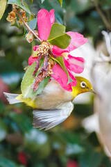 美しいサザンカ（ツバキ科）の間を飛び回って花の蜜を吸う可愛いメジロ（メジロ科）
英名学名：Japanese White Eye (Zosterops Japonica)
Camellia sasanqua
神奈川県川崎市-2025年
