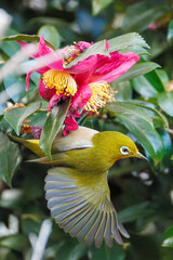 美しいサザンカ（ツバキ科）の間を飛び回って花の蜜を吸う可愛いメジロ（メジロ科）
英名学名：Japanese White Eye (Zosterops Japonica)
Camellia sasanqua
神奈川県川崎市-2025年

