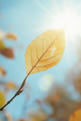 Sunlight filtering through tree leaves