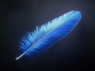 Blue feather on black background