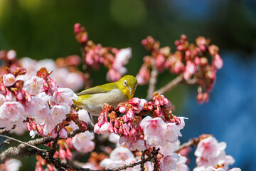 美しい熱海桜の間を飛び回って花の蜜を吸う可愛いメジロ（メジロ科）
英名学名：Japanese White Eye (Zosterops Japonica) flitting among the beautiful Atamizakura, Prunus kanzakura 'atami zakura' 
熱海市の山麓にある広い公園。
静岡県熱海市-2025/2/1
