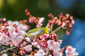 美しい熱海桜の間を飛び回って花の蜜を吸う可愛いメジロ（メジロ科）
英名学名：Japanese White Eye (Zosterops Japonica) flitting among the beautiful Atamizakura, Prunus kanzakura 'atami zakura' 
熱海市の山麓にある広い公園。
静岡県熱海市-2025/2/1
