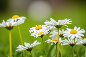 field of daisies growing in the grass on a sunny day © Bo