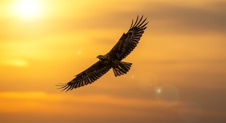 Majestic Eagle Soaring: Golden Sunset Silhouette
