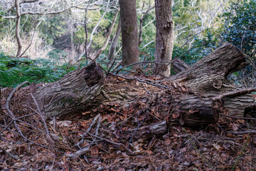 枝の塊。
熱海市の山麓にある広い公園。
美しい名勝地の入江、錦ヶ浦を見下ろす斜面の散策コースを歩いている。
静岡県熱海市-2025/2/1
