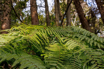 美しいシダ類。
葉や芽。
熱海市の山麓にある広い公園。
美しい名勝地の入江、錦ヶ浦を見下ろす斜面の散策コースを歩いている。
静岡県熱海市-2025/2/1
