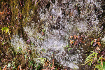 崖の岩に付着した菌類。
熱海市の山麓にある広い公園。
美しい名勝地の入江、錦ヶ浦を見下ろす斜面の散策コースを歩いている。
静岡県熱海市-2025/2/1
