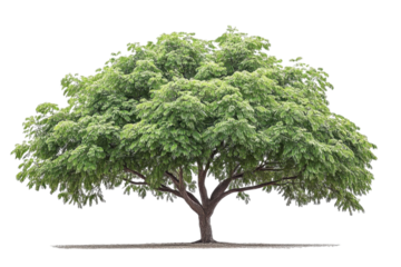 large tree with green leaves stands majestically against transparency background, symbolizing nature beauty and tranquility. Its expansive canopy provides shade and sense of peace