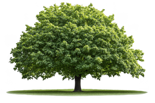 large tree with green leaves stands majestically on grassy area, symbolizing nature beauty and tranquility. Its lush foliage creates serene atmosphere