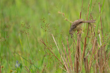 plain prinia Early spring morning, a bird sits on a branch
