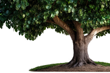 Fototapeta premium Majestic Tree and Green Lawn: A vibrant, sprawling tree stands as a symbol of life. Its lush green foliage, contrasting with the textured trunk.