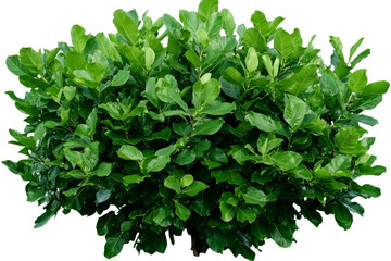 Obraz premium Lush Green Bush: A vibrant and textured bush, with deep green leaves, isolated against a white background. The leaves are small and tightly packed, creating a dense and full appearance.