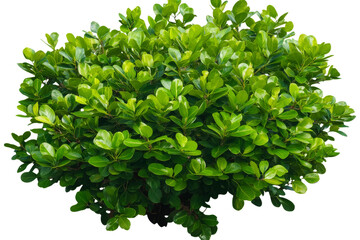 Lush Green Shrub: A vibrant, meticulously captured image of a verdant, densely packed shrub, its leaves glistening with freshness, epitomizing vitality and natural beauty.