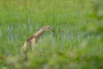 Indian pond heron  bird perched near a lake