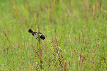 White-bellied munia perched on  plant branch 