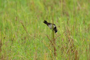 White-bellied munia perched on  plant branch 