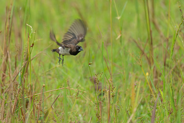 White-rumped munia  soaring through a vibrant green field of its wings spread wide