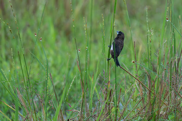 White-bellied munia perched on  plant branch 