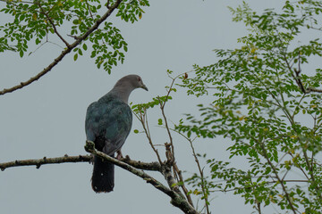  green imperial pigeon on a branch of a  tree  