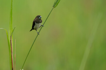 White-bellied munia perched on  plant branch 