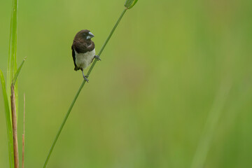 White-bellied munia perched on  plant branch 