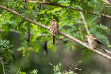  Old World sparrows  perched on a tree branch
