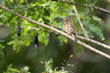  Old World sparrows  perched on a tree branch