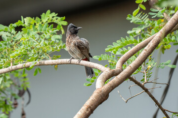 yellow-wattled lapwing  on an open field 
