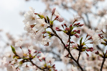 桜の花のクローズアップ