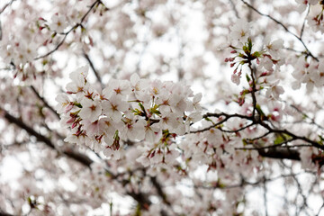 桜の花のクローズアップ
