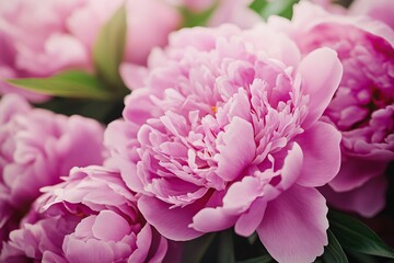 Close-up of delicate pink peonies
