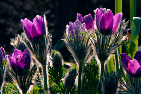 Flowers of the sleep-grass or pasque flower. First spring blooming flower, purple plant macro, sleep-grass