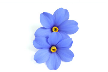 Fototapeta premium three blue flowers on a white background