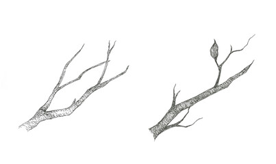 Fototapeta premium 枯れ枝の手描きイラスト