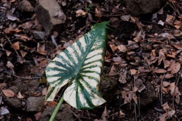 熱帯風のクワズイモ（サトイモ科）の葉。
英名学名：Tropical-style Chinese taro (Alocasia odora (Lodd.) Spach) leaves.
谷間いっぱいに広がる大きな花園。
熱海市の山麓にある広い公園。
美しい名勝地の入江、錦ヶ浦を見下ろす斜面の散策コースを歩いている。
静岡県熱海市-2025/2/1
