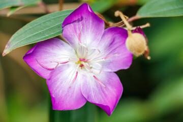 美しいノボタン（ノボタン科）。
英名学名：Beautiful night princess flower, Melastomataceae.
谷間いっぱいに広がる大きな花園。
熱海市の山麓にある広い公園。
美しい名勝地の入江、錦ヶ浦を見下ろす斜面の散策コースを歩いている。
静岡県熱海市-2025/2/1

