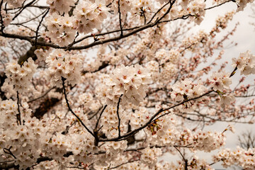 満開の桜　松本城　公園　