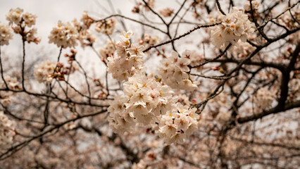 満開の桜　松本城　公園　
